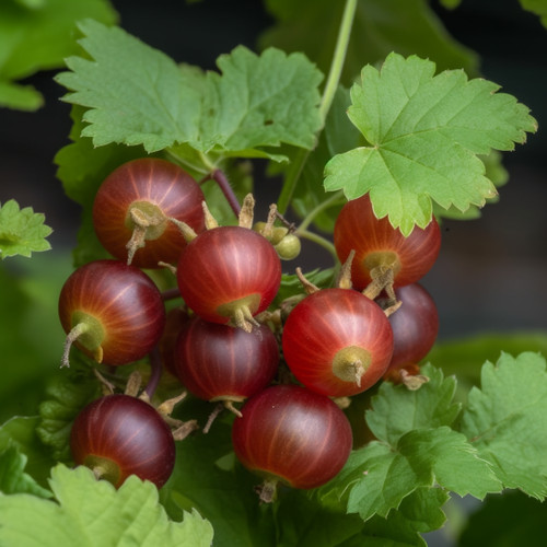 Jostaberry gooseberry shrub - gooseberry,